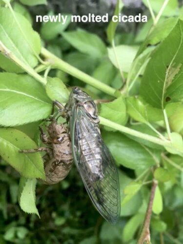 Wildlife Surprises in the Garden